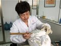 湖南醴陵釉下五彩瓷烧制技艺亮相美国罗利艺术节